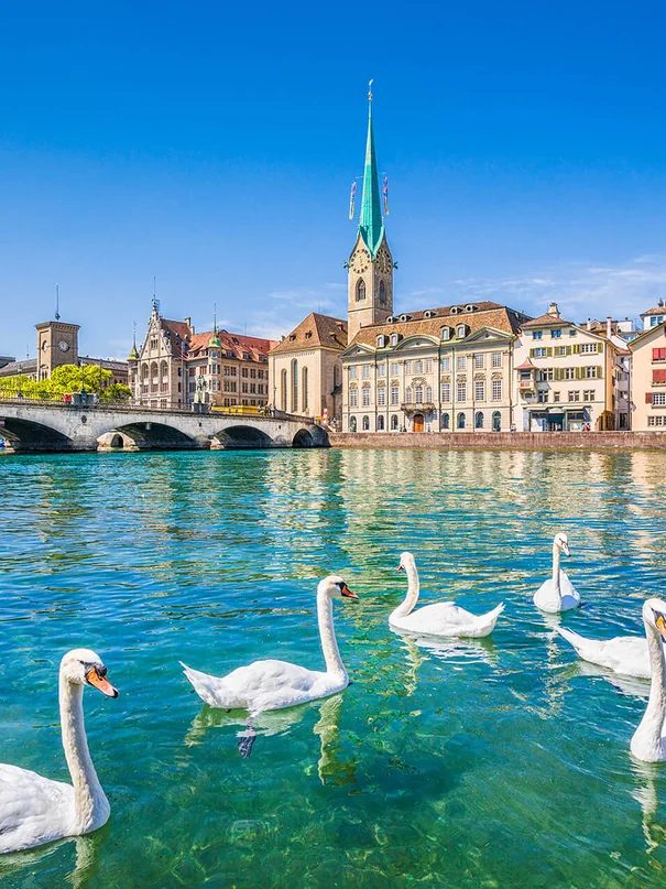 Zürich, swans on the Limmat